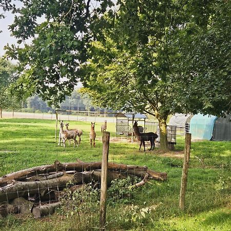 Ferienhaus Banana Lodge Bruchhausen-Vilsen Exteriör bild